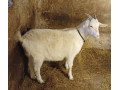 predam-3-kozicky-small-0