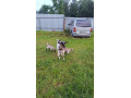 koza-s-mladymi-kozickami-small-0
