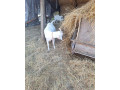 predam-minikozy-small-3