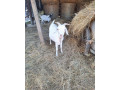 predam-minikozy-small-2