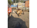 kamerunske-ovecky-small-1