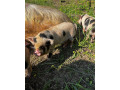 vymenim-kanca-kunekune-small-0