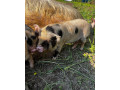 vymenim-kanca-kunekune-small-2