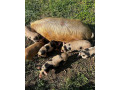 vymenim-kanca-kunekune-small-1