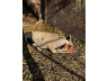 vymenim-kanca-kunekune-small-3