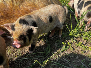 vymenim-kanca-kunekune
