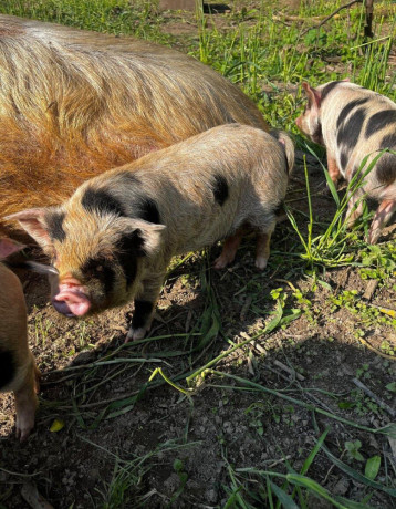 vymenim-kanca-kunekune-big-0