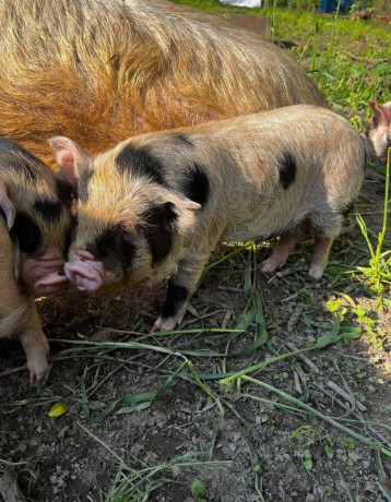 vymenim-kanca-kunekune-big-2