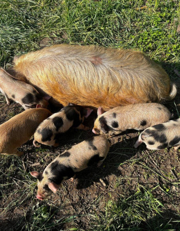 vymenim-kanca-kunekune-big-1