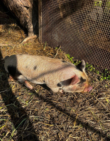 vymenim-kanca-kunekune-big-3