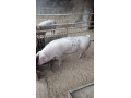 predam-osipane-small-0