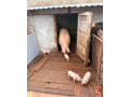 ostavcata-landras-small-2