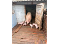 ostavcata-landras-small-1
