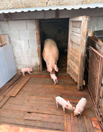 ostavcata-landras-big-2