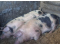 prasata-small-4
