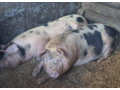 prasata-small-3