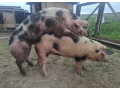prasata-small-1