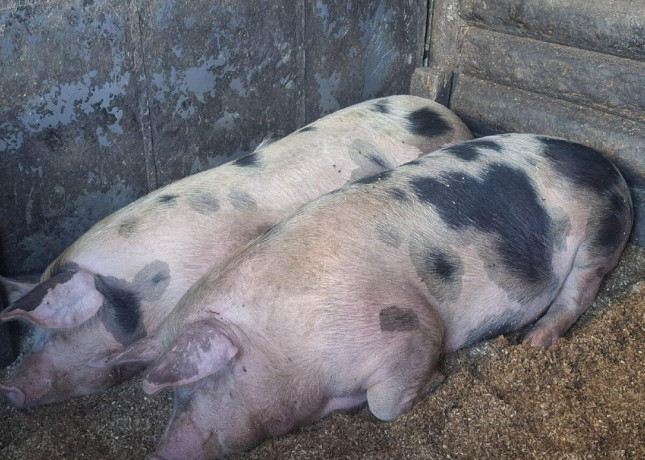 prasata-big-4