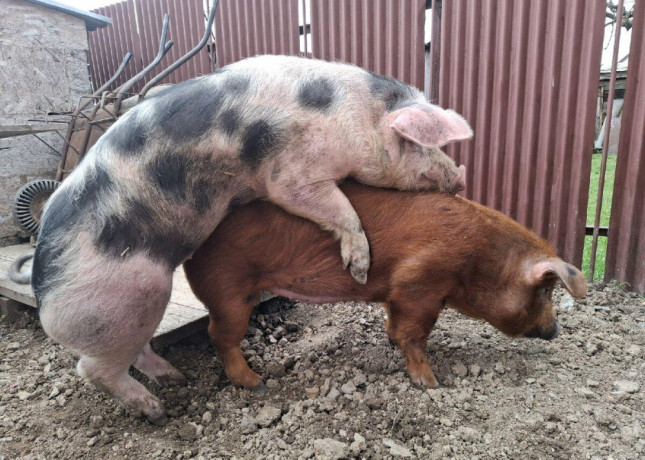 prasata-big-2