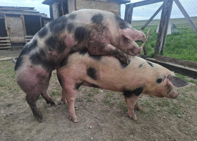 prasata-big-1