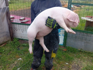 odstavcata-25-30kg