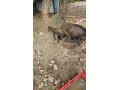 predam-odstavcata-diviak-x-mangalica-small-2