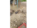 predam-odstavcata-diviak-x-mangalica-small-0