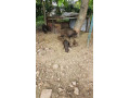 predam-odstavcata-diviak-x-mangalica-small-4