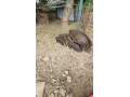 predam-odstavcata-diviak-x-mangalica-small-3
