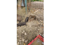 predam-odstavcata-diviak-x-mangalica-small-1
