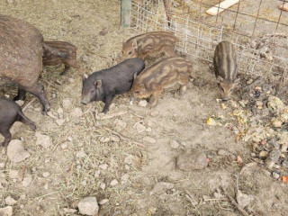 predam-odstavcata-diviak-x-mangalica