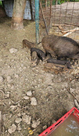 predam-odstavcata-diviak-x-mangalica-big-2