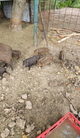 predam-odstavcata-diviak-x-mangalica-big-0
