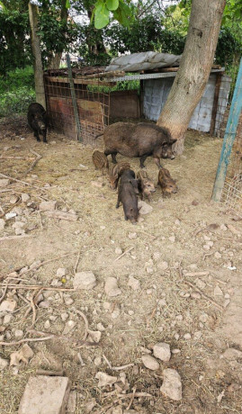 predam-odstavcata-diviak-x-mangalica-big-4