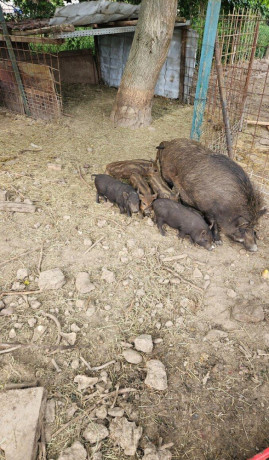 predam-odstavcata-diviak-x-mangalica-big-3
