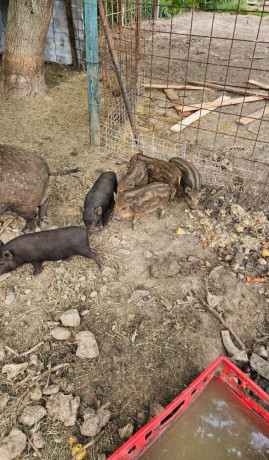 predam-odstavcata-diviak-x-mangalica-big-1
