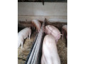 predam-osipane-small-1