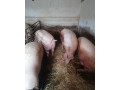 predam-osipane-small-2
