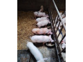 predam-odstavcata-small-0