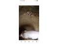 predam-odstavcata-small-2