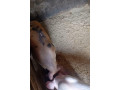 predam-odstavcata-small-0