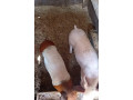 predam-odstavcata-small-1