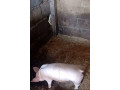 predam-odstavcata-small-4