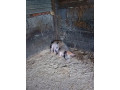 predam-odstavcata-small-3