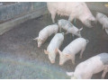 predam-odstavcata-small-1