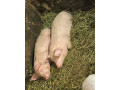 odstavcata-small-0