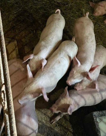 odstavcata-big-1
