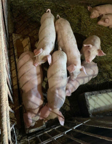 odstavcata-big-3