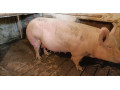 predam-prasnicu-small-0
