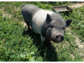ponukam-na-parenie-small-0